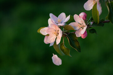 pink flowers. blooming apple orchard. close-up of an apple blossom in a spring garden. close-up of an apple blossom bud. close-up of blossoming apple tree on green background. close-up of a flower on 