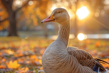 Warm image of a goose with golden plumage relaxing in the sunset surrounded by fallen leaves