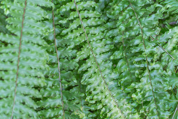 Green foliage fern nephrolepis exaltata in greenhouse. Lush leafs boston or sword fern in monotypic...