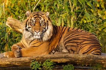 Sumatran tiger - obrazy, fototapety, plakaty