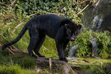 Inka the black jaguar - obrazy, fototapety, plakaty