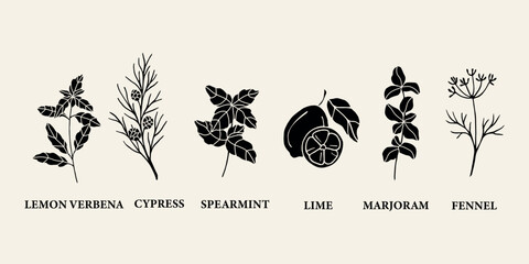 Flat vector essential oil plants. Cypress, lime, fennel, lemon verbena, spearmint, marjoram - obrazy, fototapety, plakaty