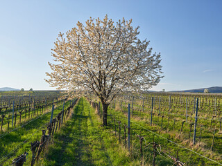 blühender Kirschbaum am Harterberg, Baden bei Wien, Thermenregion, Niederösterreich, Österreich