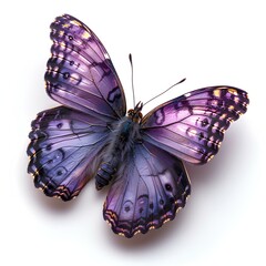 Purple butterfly isolated on white background with shadow.  Purple hairstreak butterfly. Purple...