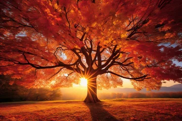 Zelfklevend Fotobehang A captivating shot of sunlight filtering through the colorful leaves of a tree © KerXing