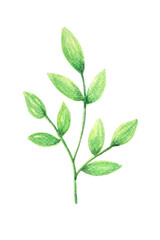 Green leaf watercolor, natural, PNG - 763405456