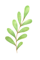 Green leaf watercolor, natural, PNG - 763405464