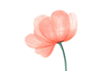 Orange Poppy Floral watercolor, PNG - 763407657