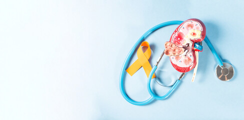 Human kidney cross section, stethoscope, kidney model and kidney cancer ribbon.