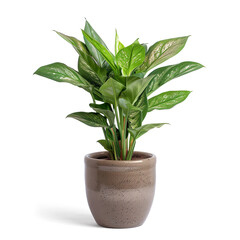 Houseplant in pot isolated on a transparent background 

