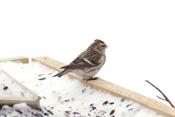 The common redpoll or mealy redpoll (Acanthis flammea) at bird feeder covered in snow in winter time, close up, portrait