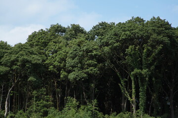 夏の青空に映える
