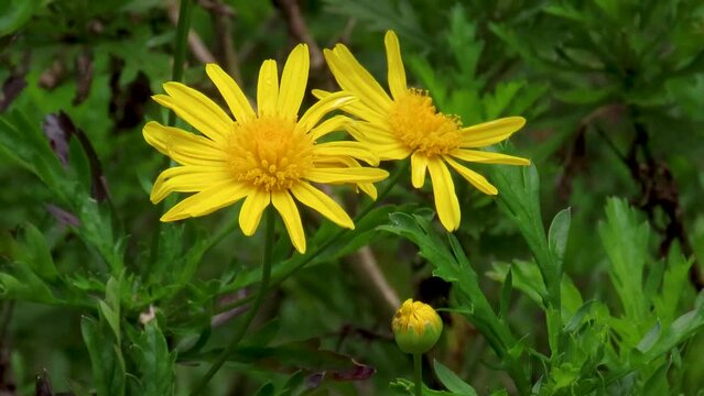 Authentic Wild calendula yellow flowers (Calendula arvensis)
