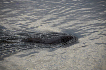 swiming beaver in the water