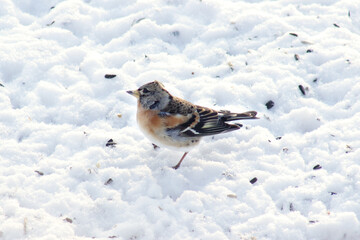 Brambling (Fringilla montifringilla) near bird feeder in winter time on snow, apple tree branches, picking sunflower seeds portrait, close-up, Europe