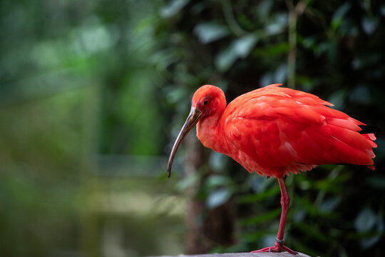The Guar&aacute; is a pelecaniform bird. Known as scarlet ibis, red guar&aacute;. It is a typical bird of the Atlantic mangrove coast of South America. Soure, Par&aacute;, Brazil. Brazilian fauna wildlife.