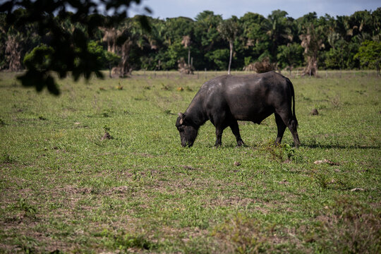 Buffalo on Marajó Island, City of Soure, Pará, Brazil. Buffaloes are large animals that arrived on the island by accident. Wildlife, cheese farm, pasture, ruminant animal.