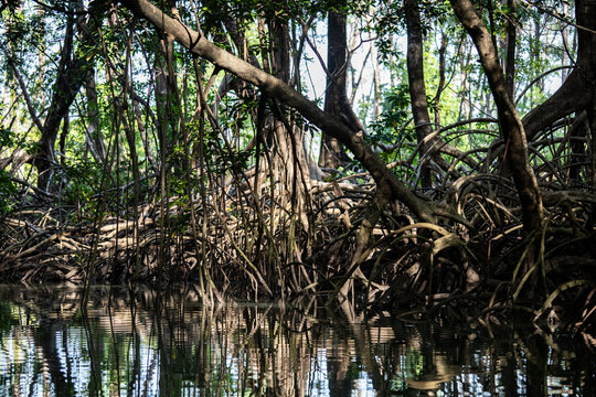 Mangrove, biome with trees with exposed roots, crabs, birds. Igarapé Mata Fome, in Soure, Pará, Brazil Marajó Island. Landscape of Paracoari River, Amazon forest large trees, reflection in the water.
