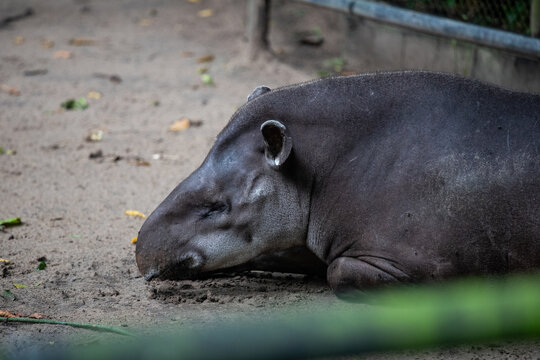 Tapir, mammal in Brazil, Brazilian tapir. Photo taken in Belém do Pará, northern Brazil. State park, wild animal, jungle life. Forest, jungle, environment.