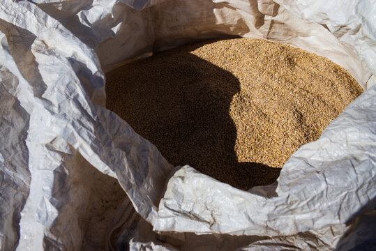 Malt grains from the beer making process in a white plastic sack in the sunlight outside a brewery