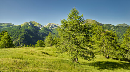 Fototapeta na wymiar Pfannnock, Plattnock, Lärche, nahe Eisentalhöhe, Nationalpark Nockberge, Kärnten, Österreich