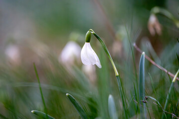 Schneeglöckchen im Frühling
