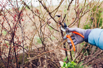 Gardener pruning rose bush in spring garden with secateur. Taking care of shrub. Outdoor chores
