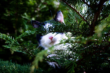 cat on a tree behind a leave 