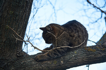 cat in the outdoor