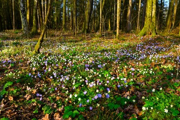 Obraz premium Forest floor covered in spring flowers with wood anemone (Anemonoides nemorosa) and blue liverwort (Anemone hepatica)