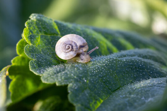 Sum&eacute;rgete en el mundo de un peque&ntilde;o viajero mientras un caracol navega por los exuberantes alrededores. Marav&iacute;llate ante la belleza intrincada de la naturaleza y la elegancia a paso lento.
