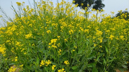 garden of mustard seed plants with flower