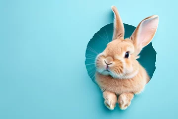 Foto op Canvas Lovely bunny rabbit pet peeping out from the hole on blue background, Easter holidays concept © Sunday Cat Studio