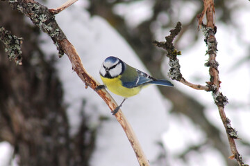 The Eurasian blue tit (Cyanistes caeruleus) at bird feeder close-up, beautiful nature background, winter