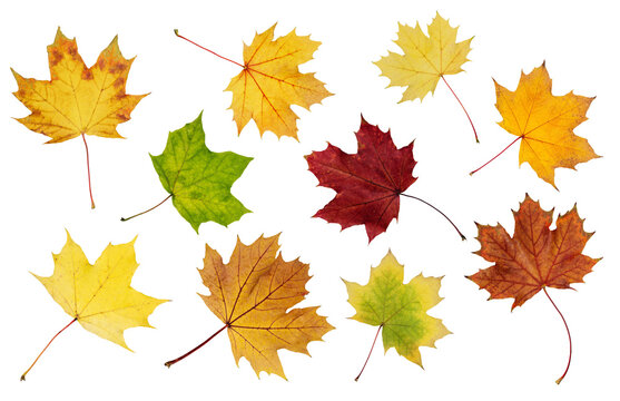 Collection of autumn maple leaf cut out on transparent background. Set of various maple leaves for design.