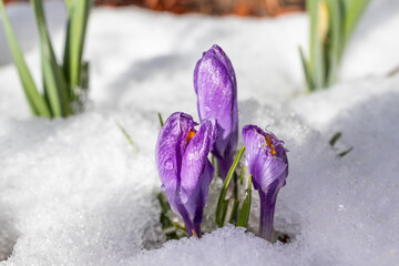 Early blooming crocus emerge from the snow