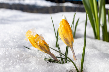 Early blooming crocus emerge from the snow