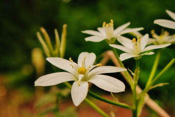 close up of a flower