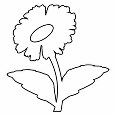 Chamomile flower doodle drawing for decoration.