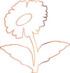 Chamomile flower drawing pink for decoration.