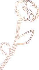 Chamomile flower drawing pink for decoration.