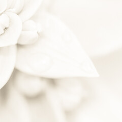 Fototapeta na wymiar close up of white rose Bg Simple Minimalist Frame/Background.