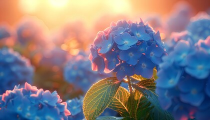 Blue Hydrangea flower field in sunset