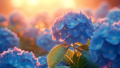 Poster Blue Hydrangea flower field in sunset © Divid