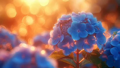 Zelfklevend Fotobehang Blue Hydrangea flower field in sunset © Divid
