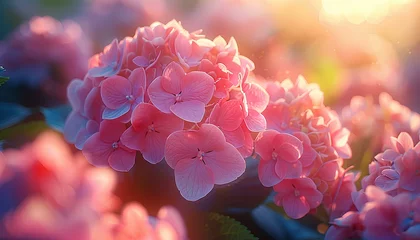 Kissenbezug Pink Hydrangea flower field in sunset © Divid
