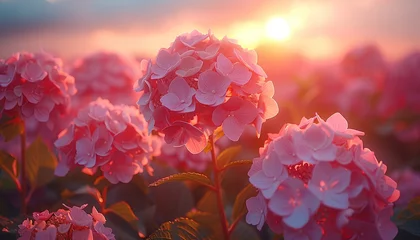 Schilderijen op glas Pink Hydrangea flower field in sunset © Divid