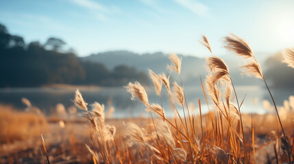 Golden hour view of delicate reed grass swaying in the breeze by a tranquil lake with a soft-focus background. - obrazy, fototapety, plakaty