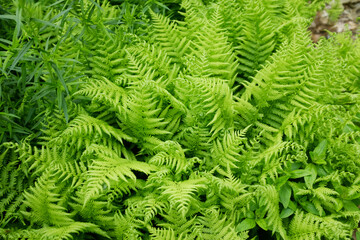 Fototapeta na wymiar Field of ferns