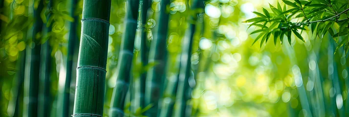 Foto op Canvas Bambus Wald, grüne Landschaf voller Bäume und grünen Pflanzen  © shokokoart